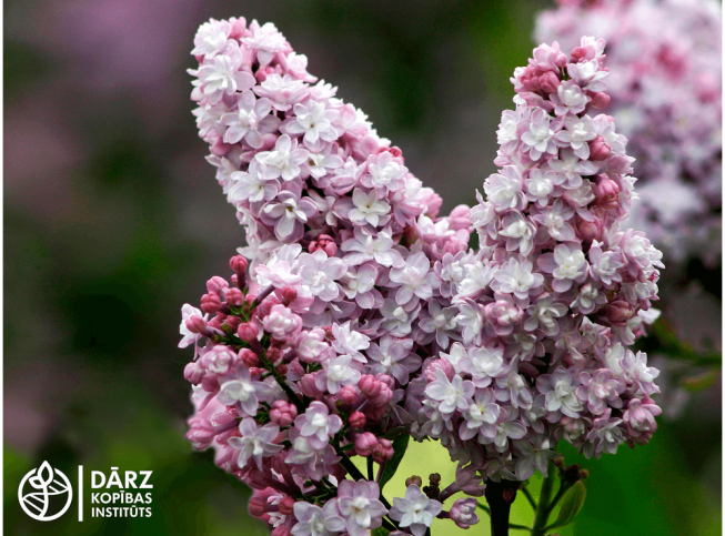 Syringa vulgaris   'Dobeles Sapņotājs'